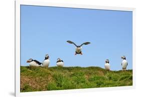 Puffin Wwii Flying Ace-Howard Ruby-Framed Photographic Print