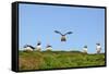 Puffin Wwii Flying Ace-Howard Ruby-Framed Stretched Canvas