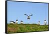 Puffin Wwii Flying Ace-Howard Ruby-Framed Stretched Canvas