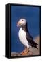 Puffin-null-Framed Stretched Canvas