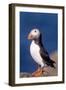 Puffin-null-Framed Photographic Print