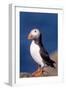 Puffin-null-Framed Photographic Print