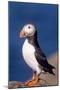 Puffin-null-Mounted Photographic Print