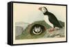 Puffin-John James Audubon-Framed Stretched Canvas