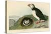 Puffin-John James Audubon-Stretched Canvas