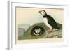 Puffin-John James Audubon-Framed Giclee Print