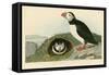 Puffin-John James Audubon-Framed Stretched Canvas