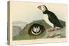 Puffin-John James Audubon-Stretched Canvas