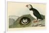 Puffin-John James Audubon-Framed Giclee Print