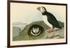 Puffin-John James Audubon-Framed Giclee Print