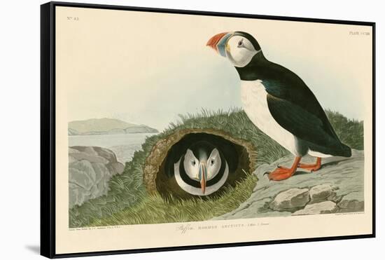 Puffin-John James Audubon-Framed Stretched Canvas