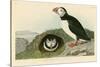Puffin-John James Audubon-Stretched Canvas