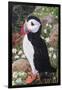 Puffin-Kirstie Adamson-Framed Giclee Print