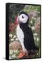 Puffin-Kirstie Adamson-Framed Stretched Canvas