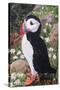 Puffin-Kirstie Adamson-Stretched Canvas