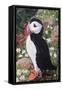 Puffin-Kirstie Adamson-Framed Stretched Canvas