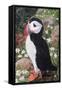 Puffin-Kirstie Adamson-Framed Stretched Canvas