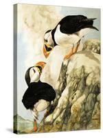 Puffin-R. Worr-Stretched Canvas