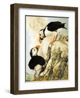 Puffin-R. Worr-Framed Giclee Print