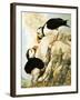 Puffin-R. Worr-Framed Giclee Print