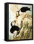 Puffin-R. Worr-Framed Stretched Canvas