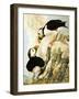 Puffin-R. Worr-Framed Giclee Print