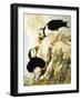 Puffin-R. Worr-Framed Giclee Print