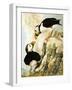 Puffin-R. Worr-Framed Giclee Print