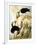 Puffin-R. Worr-Framed Giclee Print