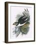 Puffin-English-Framed Giclee Print