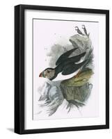 Puffin-English-Framed Giclee Print