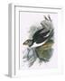 Puffin-English-Framed Giclee Print