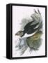 Puffin-English-Framed Stretched Canvas