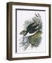 Puffin-English-Framed Giclee Print