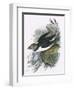 Puffin-English-Framed Giclee Print