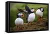 Puffins at the Wick, Skomer Island, Pembrokeshire Coast National Park, Wales-Photo Escapes-Framed Stretched Canvas