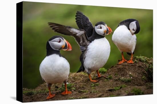 Puffins at the Wick, Skomer Island, Pembrokeshire Coast National Park, Wales-Photo Escapes-Stretched Canvas