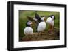 Puffins at the Wick, Skomer Island, Pembrokeshire Coast National Park, Wales-Photo Escapes-Framed Photographic Print