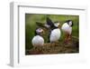 Puffins at the Wick, Skomer Island, Pembrokeshire Coast National Park, Wales-Photo Escapes-Framed Photographic Print