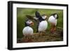 Puffins at the Wick, Skomer Island, Pembrokeshire Coast National Park, Wales-Photo Escapes-Framed Photographic Print