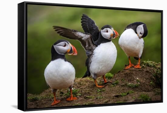 Puffins at the Wick, Skomer Island, Pembrokeshire Coast National Park, Wales-Photo Escapes-Framed Stretched Canvas