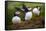 Puffins at the Wick, Skomer Island, Pembrokeshire Coast National Park, Wales-Photo Escapes-Framed Stretched Canvas
