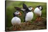 Puffins at the Wick, Skomer Island, Pembrokeshire Coast National Park, Wales-Photo Escapes-Stretched Canvas