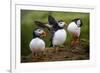 Puffins at the Wick, Skomer Island, Pembrokeshire Coast National Park, Wales-Photo Escapes-Framed Photographic Print