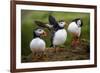 Puffins at the Wick, Skomer Island, Pembrokeshire Coast National Park, Wales-Photo Escapes-Framed Photographic Print