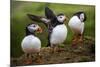 Puffins at the Wick, Skomer Island, Pembrokeshire Coast National Park, Wales-Photo Escapes-Mounted Photographic Print