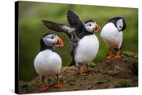 Puffins at the Wick, Skomer Island, Pembrokeshire Coast National Park, Wales-Photo Escapes-Stretched Canvas