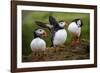 Puffins at the Wick, Skomer Island, Pembrokeshire Coast National Park, Wales-Photo Escapes-Framed Photographic Print