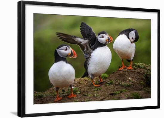 Puffins at the Wick, Skomer Island, Pembrokeshire Coast National Park, Wales-Photo Escapes-Framed Photographic Print