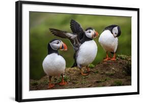 Puffins at the Wick, Skomer Island, Pembrokeshire Coast National Park, Wales-Photo Escapes-Framed Photographic Print